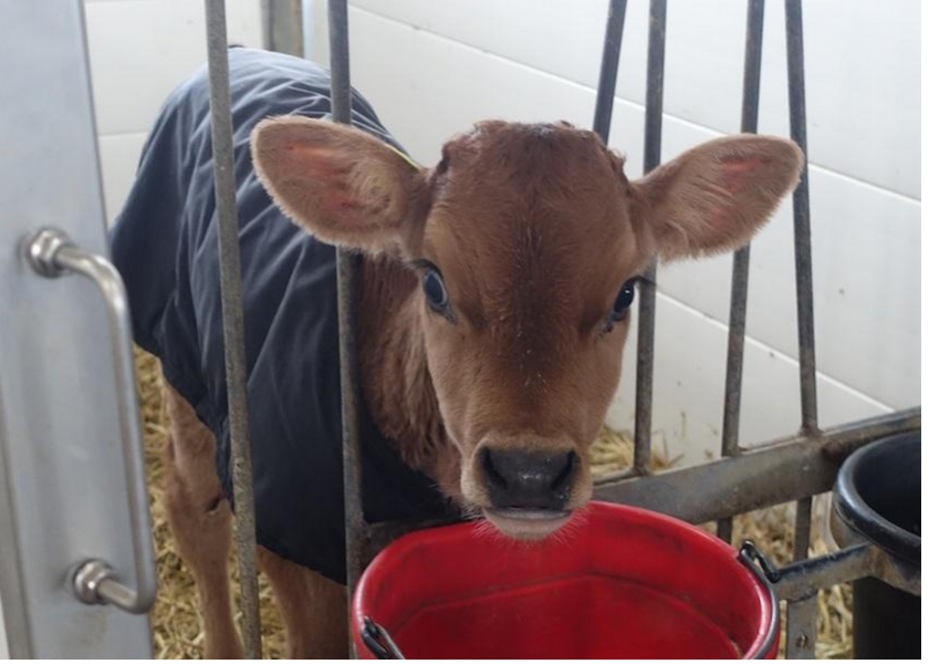  A team of Brazilian researchers recently conducted a study on the longer-term impact of colostrum on calves’ ability to tolerate cold and regulate their body temperatures.