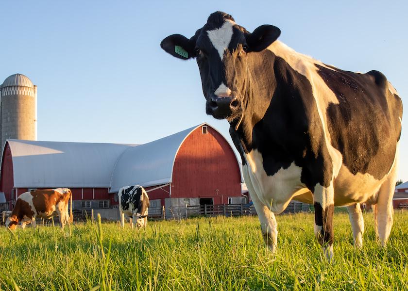 Over-conditioned cows that lose weight after calving subsequently have lower fertility, produce fewer quality embryos and face higher rates of health problems.