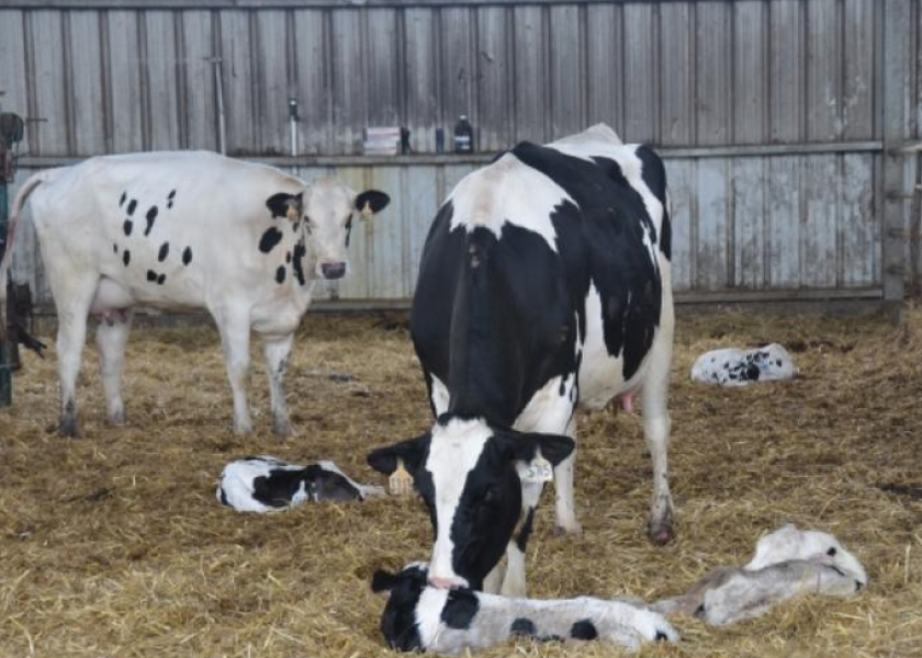 Veterinarians say every dairy operation can benefit from having a checklist to follow on how to prevent and manage outbreaks of this endemic serotype of Salmonella. 