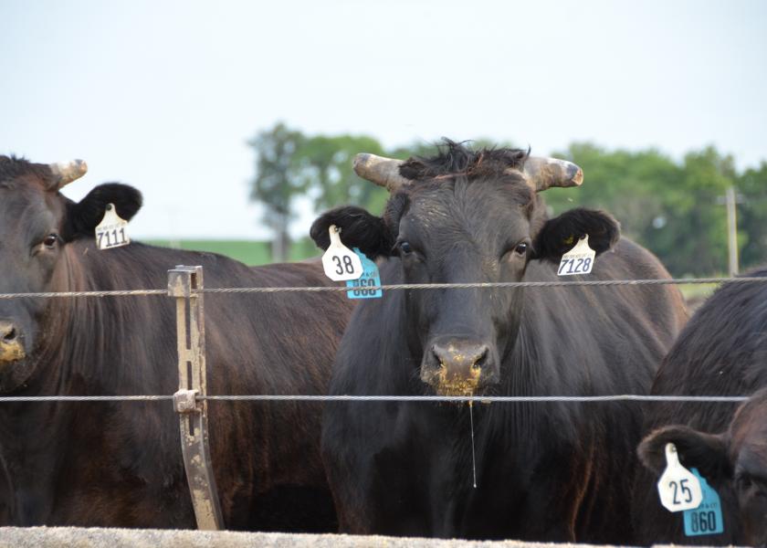 Wagyu steers on feed.