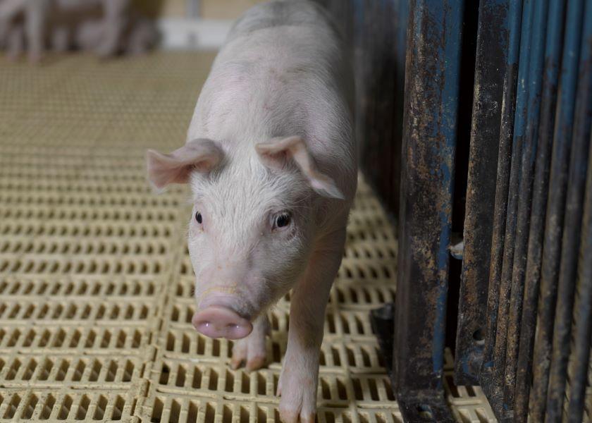 In this experiment conducted last month, researchers attached a liver from a pig — one genetically modified by eGenesis — to a device made by OrganOx that usually helps preserve donated human livers before transplant, the article said.