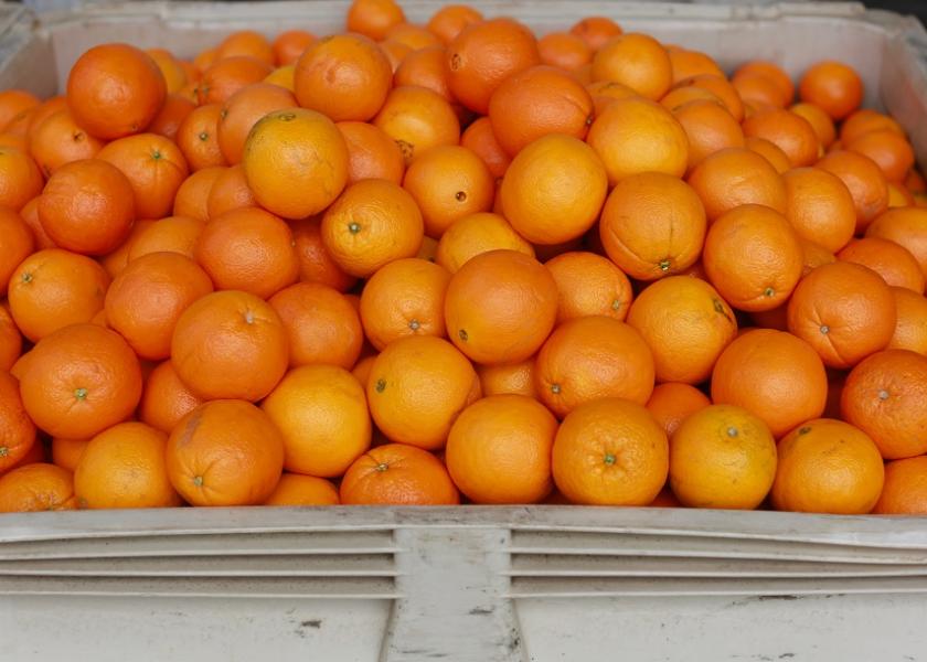 There are a handful of summer citrus varieties, including valencia oranges, grapefruit and lemons.