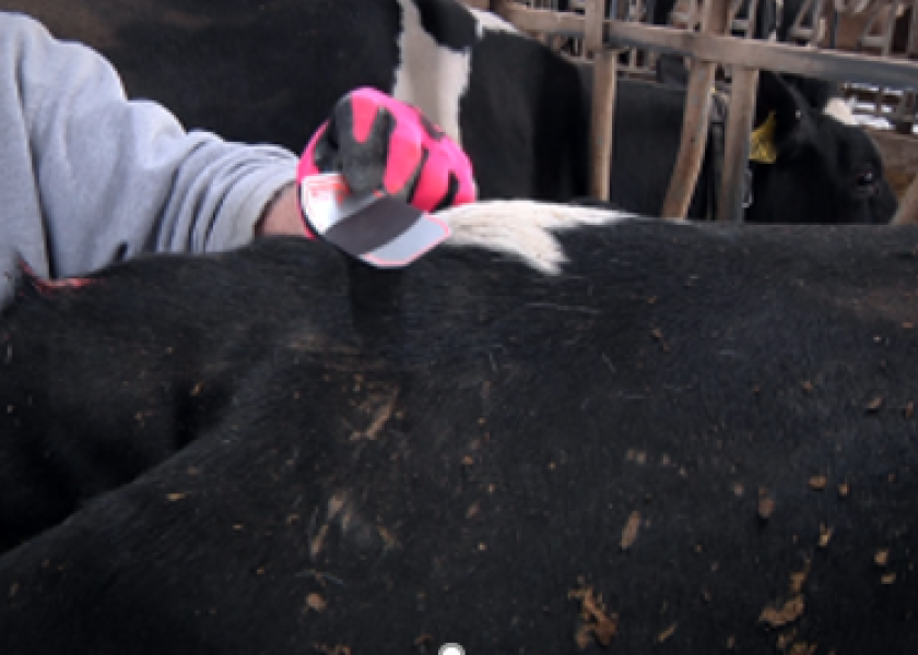 Reproductive decisions, determining heifer cyclicity and breeding problem cows are just a few reasons to detect estrus with breeding indicator patches.