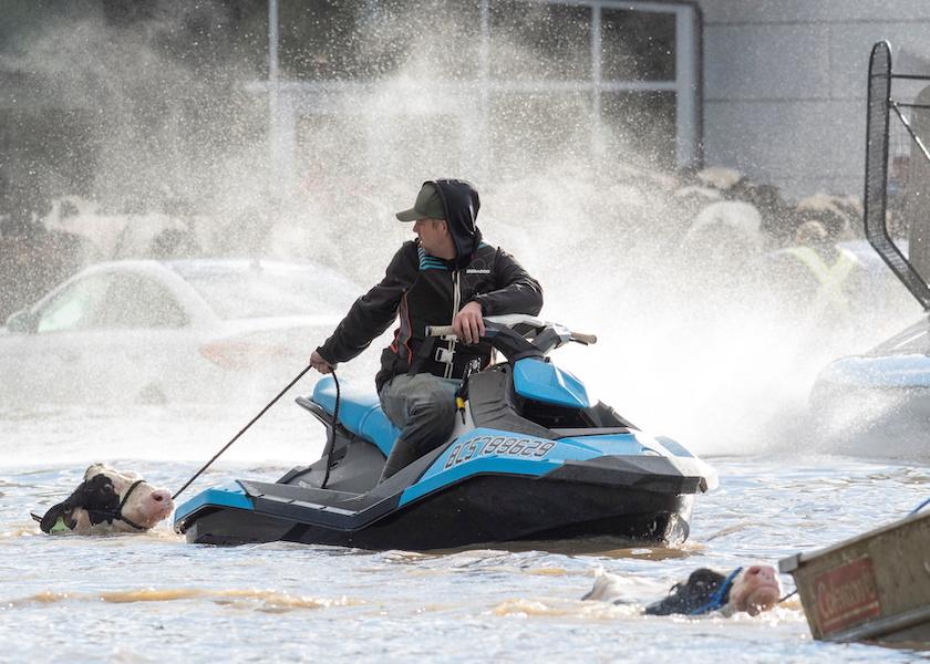 Cows that were stranded in a flooded barn are rescued by people in boats and a sea doo after rainstorms lashed the western Canadian province of British Columbia, triggering landslides and floods, and shutting highways, in Abbotsford, British Columbia, Canada November 16, 2021.