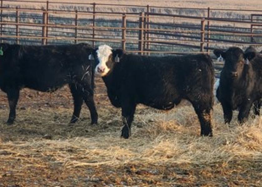 As we move into late summer and early fall, we begin think about weaning time. Getting those calves on feed is critical, requiring a good diet and proper feed management.