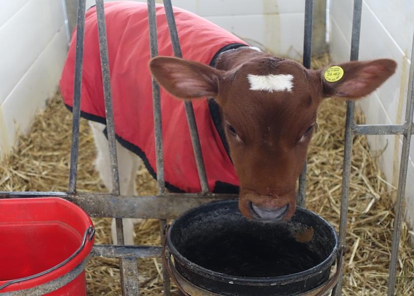 The calf jacket season has begun, or will soon, in many parts of the country.