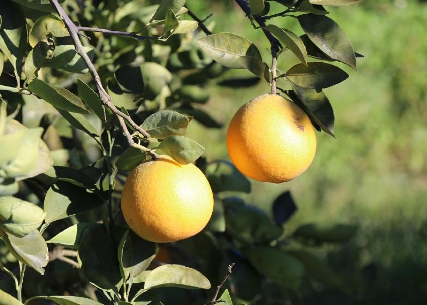  Florida grapefruit quality is expected strong this year, marketers report.