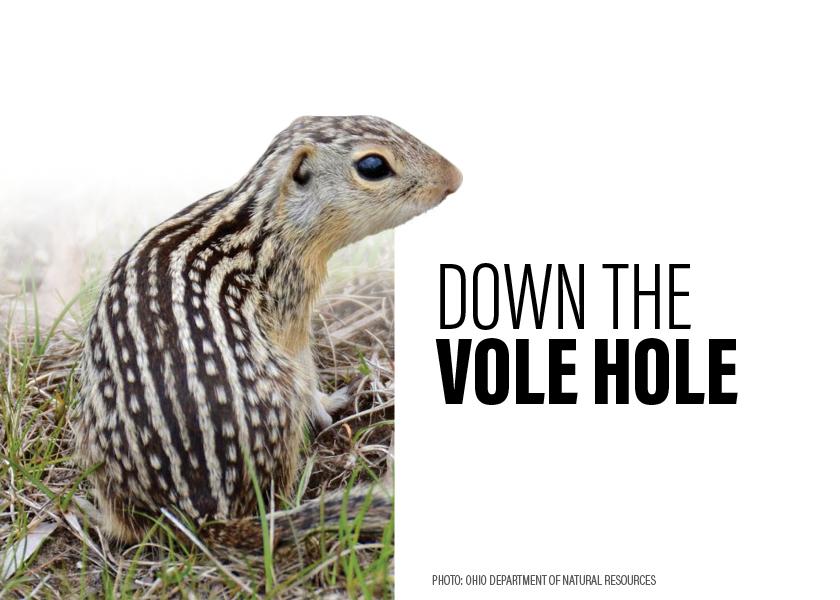 Ground squirrels and voles take tiny bites from soybean fields.