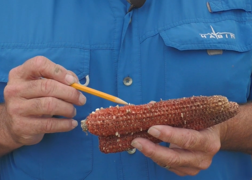 Fins and Scales on Corn Explained in Video