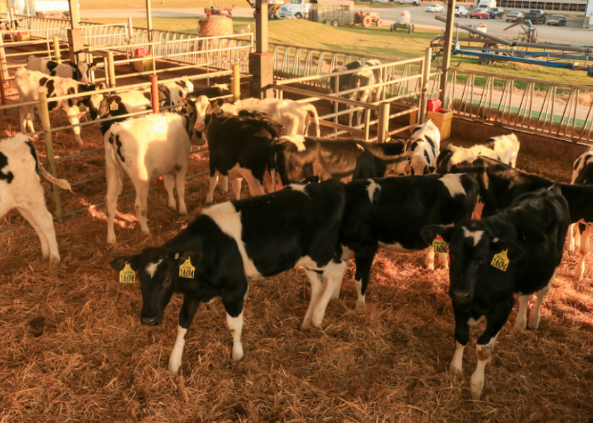 Holstein heifers