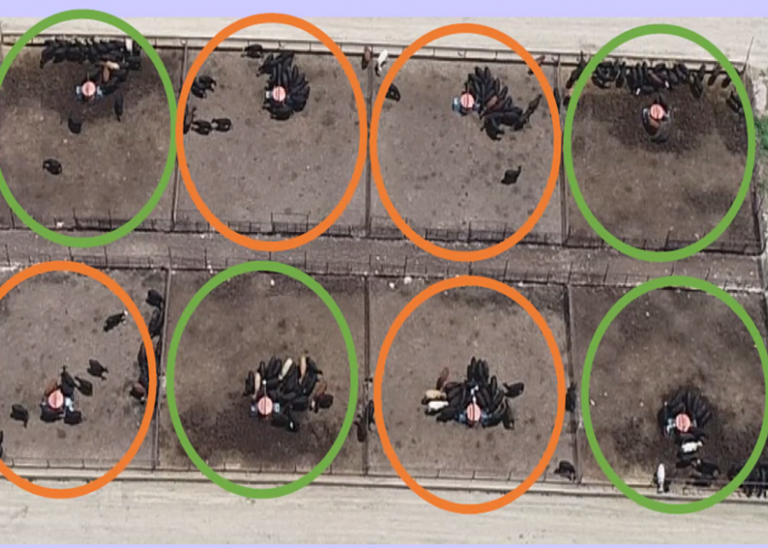 One of the benefits of limit feeding is a reduction of manure, which reduces the need for manpower and equipment use. The pens highlighted in orange circles demonstrate this.