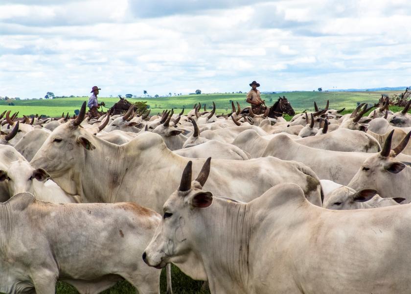 Nelore Cattle in Brazil