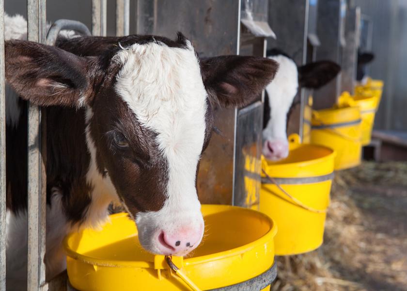 Wintry weather demands extra attention for preweaned calves, and that includes the temperature of their liquid feedings. There are a number of steps along the way that need attention, to ensure that every calf receives a warm feeding, every time they eat.