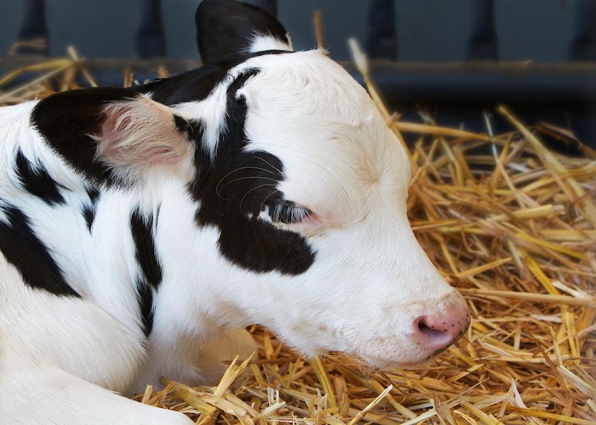 Calf 911: Tips for resuscitating newborn calves - Canadian Cattlemen