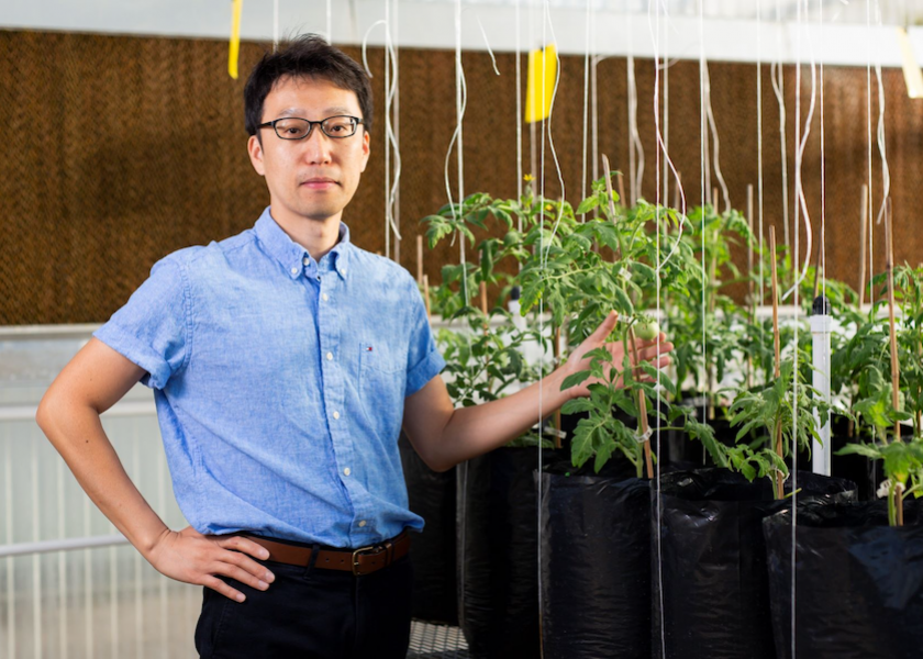 University of Florida genetic scientist Tong Geon Lee is researching how to create tomatoes that are larger and have increased yield.