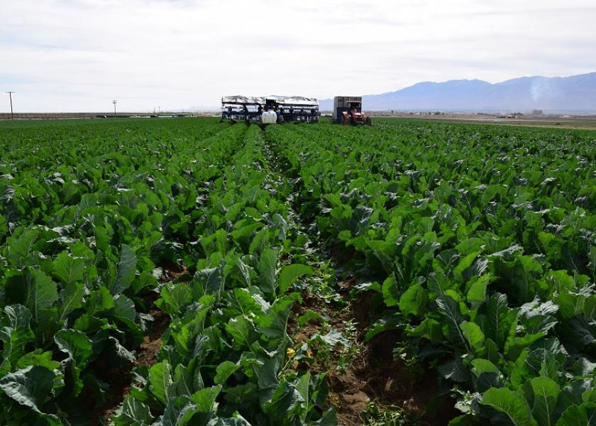  Cauliflower field for Baloian Farms