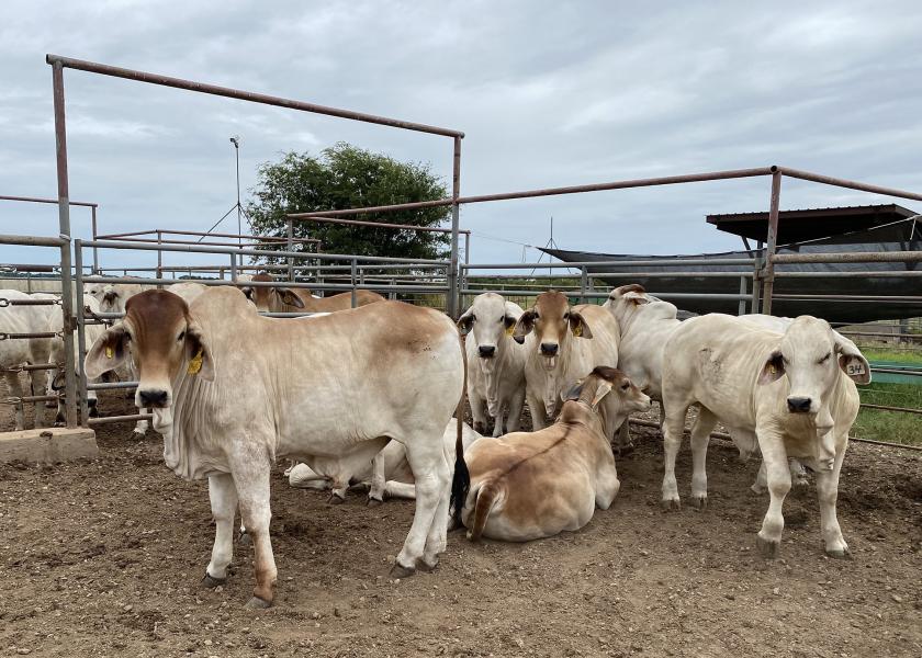Brahman steers near the conclusion of the finishing phase are in a pen at Bryan-College Station facilities.