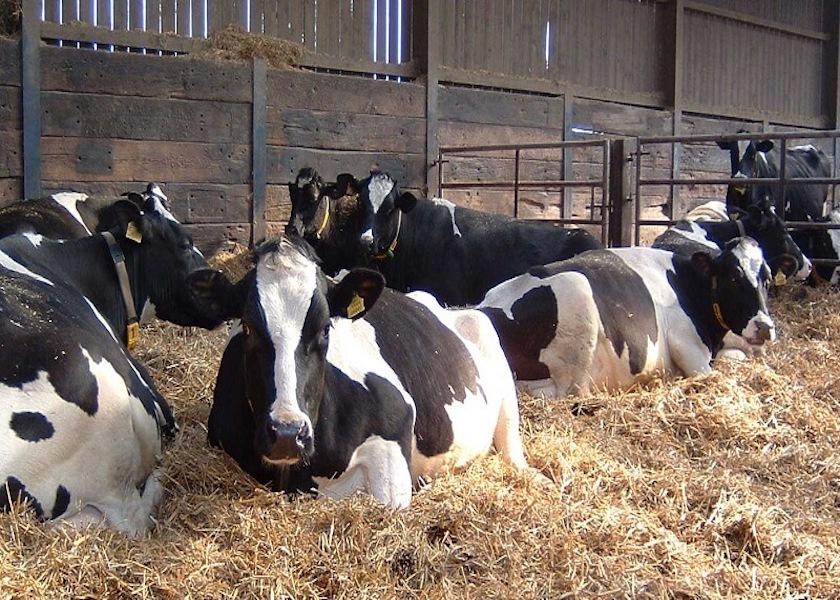It appears that making sure dry cows are comfortable and encouraged to rest influences the survival of their newborns. Researchers at Ohio State University evaluated more than 1,000 cows on three Ohio dairies to assess the effects of prepartum lying time. 