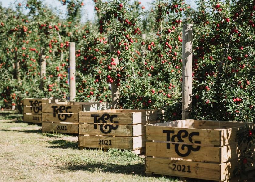 T&G Envy apple orchards in New Zealand