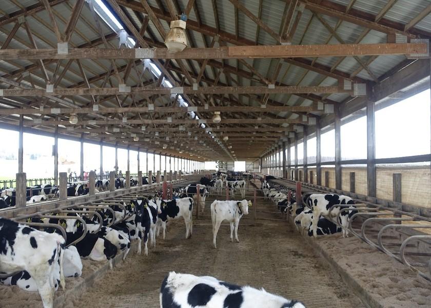 Transitioning to freestalls can be challenging for young heifers, and behaviors learned early in life can carry through as cows enter the lactating herd. Researchers at the University of British Columbia and University of Wisconsin teamed up to try some strategies to potentially make freestall adaptation easier.