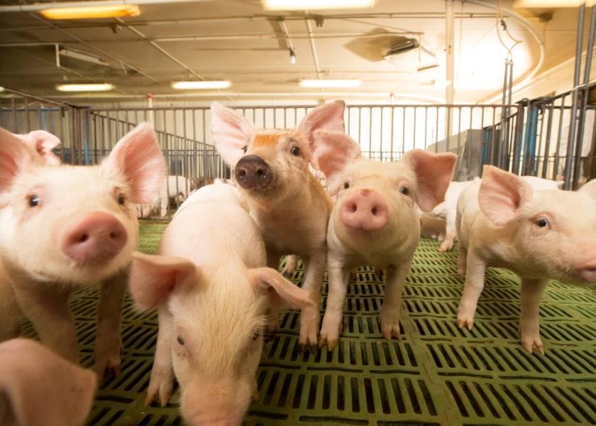 Phytase is a common feed enzyme used to improve phosphorus digestibility, lower diet costs, and reduce the amount of phosphorus excreted in swine waste. 