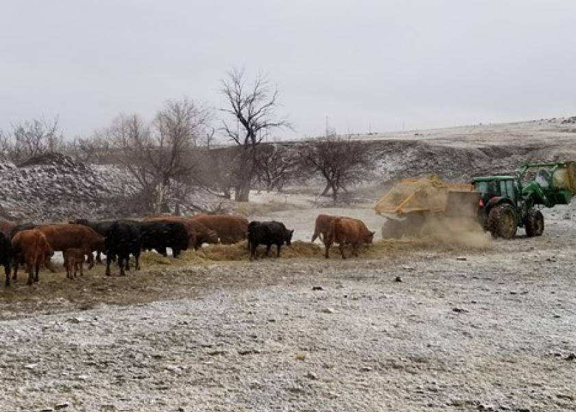 Preparing for winter conditions can make all the difference for your cows, calves, and bulls when cold weather arrives.