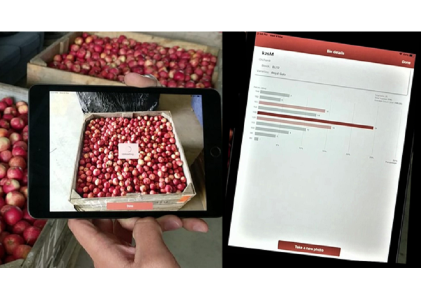 Spectre in action sizing apples. The simplicity, portability, accuracy and speed of Spectre is delivering valuable size data to both fruit growers and packers.