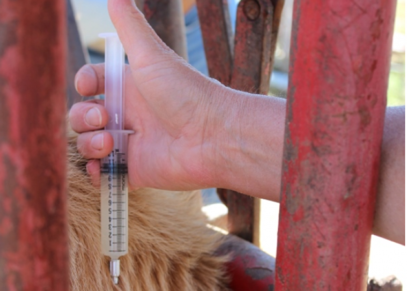 The 32-page document can help veterinarians counsel beef and dairy clients on vaccination strategies. 