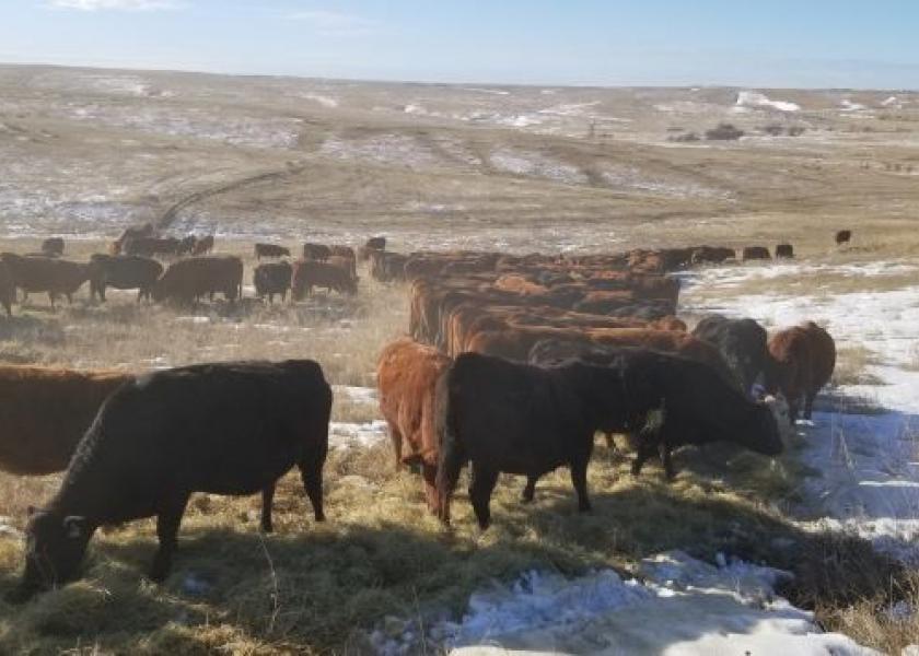 Pasture and hay supplies are short in many areas. Here's a list of options and tips for livestock producers to consider for feeding their livestock this winter.