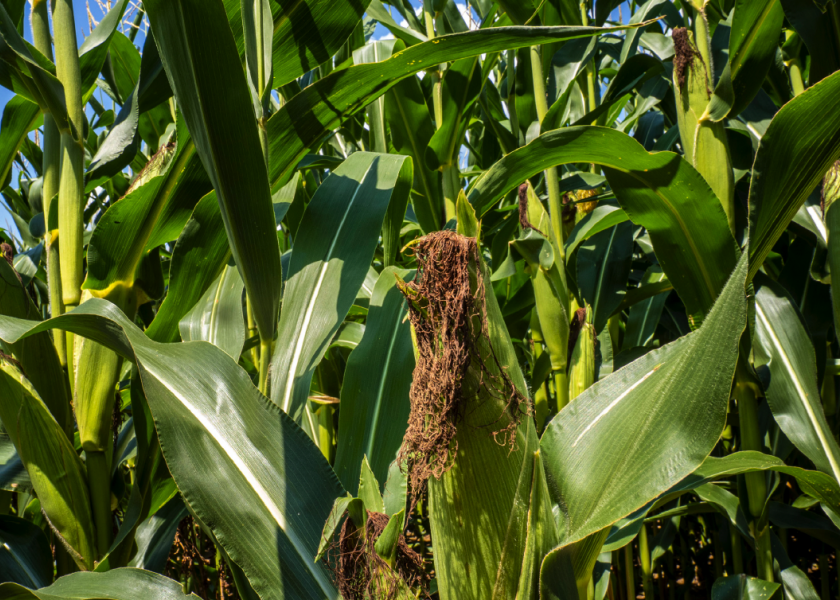 Snaplage brings several intriguing aspects to beef producers as it “brings starch like high moisture shelled corn, but also a bit of fiber like corn silage,” explains John Goeser of Rock River Laboratory.