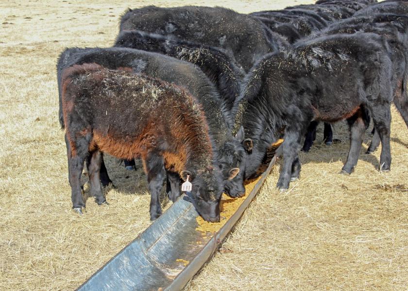 Data suggest that spending money to supplement cattle at a low rate of gain and having that weight advantage lost in subsequent phases is costly to producers.