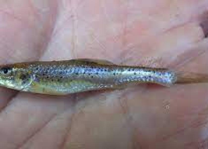 Detecting Texas Drought Conditions With Small Fish