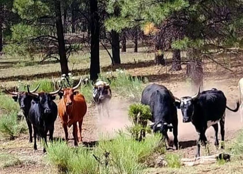 An unknown number of estray cattle roam the Gila National Forest in New Mexico, along with endangered species, the Mexican Gray Wolf.