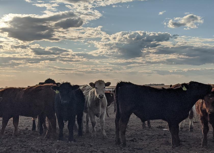 Changing cattle diets may seem simple. However, it's important to know if diet changes require an adaptation period to avoid health problems, such as acidosis.