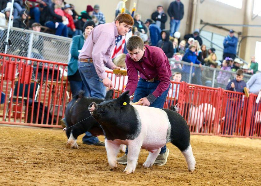 The Grand Champion Barrow at the Fort Worth Stock Show and Rodeo was a crossbred shown by Kaden Mason of Montgomery County 4-H.