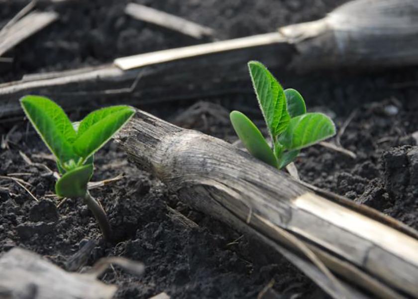 For soybeans to produce their own nitrogen, rhizobia bacteria must be present in the soil. “Fields void of soybeans for two or more years tend to respond to seed inoculants,” says Ken Ferrie.