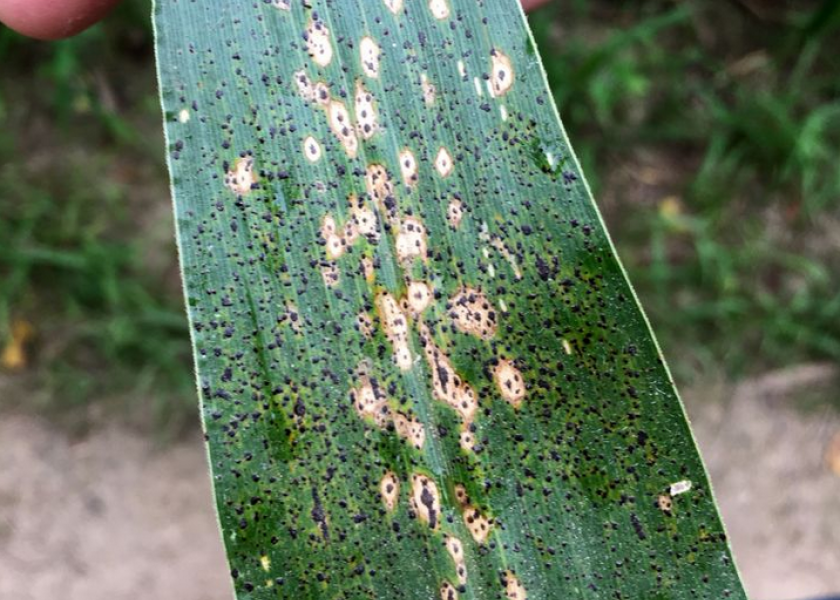 Scientists from the Agricultural Research Service have identified several different species of fungi and bacteria that can stop tar spot from developing. 