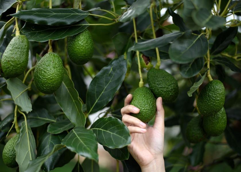 The U.S. government suspends all imports of Mexican avocados after a U.S. plant safety inspector in Mexico received a threat.