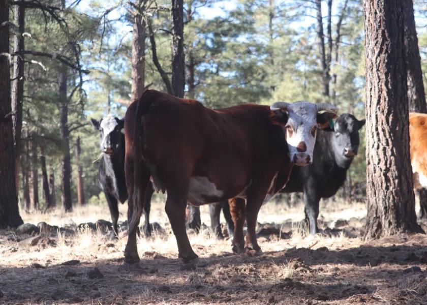 Feral cattle in the Gila National Forest have a unique history dating back to the 1970s. Since the late 1990s, permitted grazing of the area has ceased, yet the feral cattle continue to reproduce and inhabit the area.