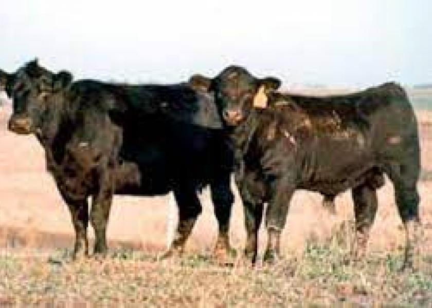 Nichols Farms cow-calf