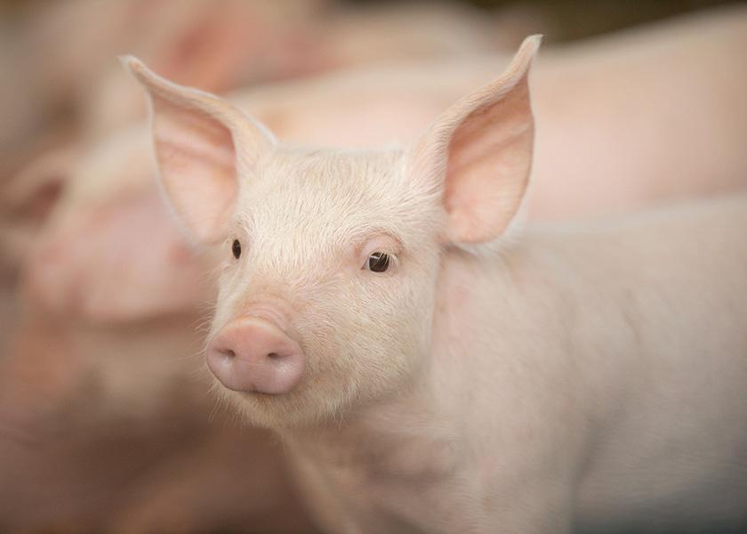 Precise genetic change yields consistent results, points out Matt Culbertson, chief operating officer at PIC. Research continues to show that when challenged with contemporary PRRS strains, the PRRS-resistant pigs show no signs of disease. Meanwhile, the non PRRS-resistant pigs do.  
