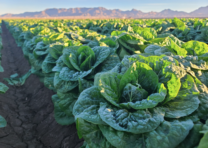 What you need to know about the temporary, but heightened requirements to import romaine or salad mixes containing romaine to Canadian markets from Sept. 28 to Dec. 20, 2023. 