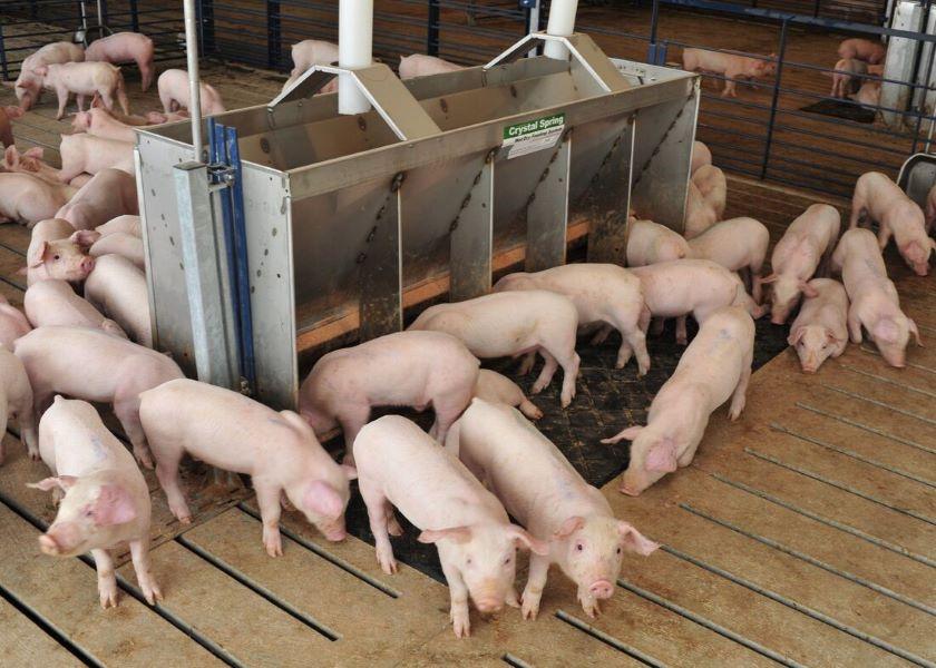 Cash Feeder Pig Prices Average $92.74, Up $7.29 Last Week
