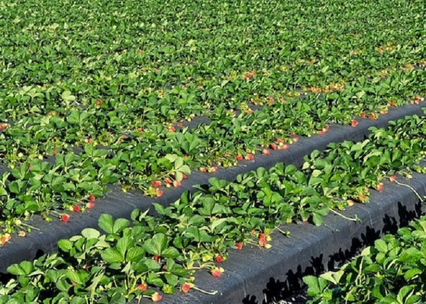 Florida strawberry production