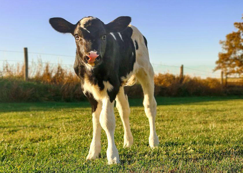 While raising calves in pairs is not cut out for everyone, the benefits are promising.