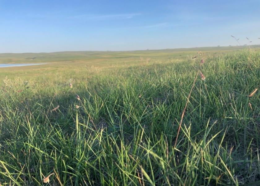 New western wheatgrass tiller 