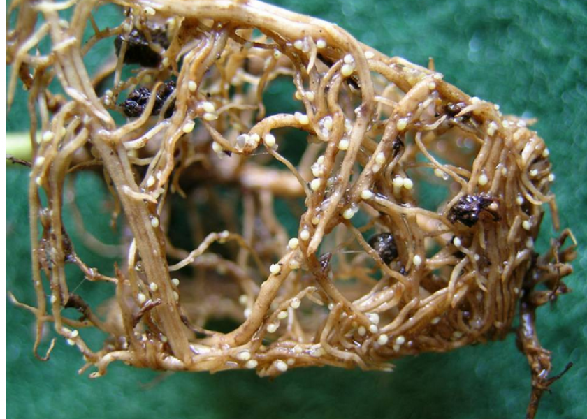 Female soybean cyst nematodes on soybean roots.