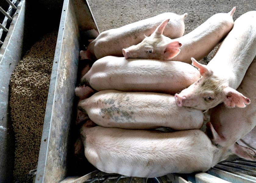 Cash Feeder Pig Prices Average 90.49, Up 11.27 Last Week Pork Business