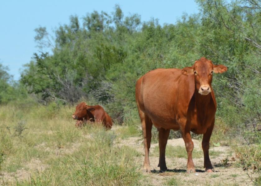 South Texas cows