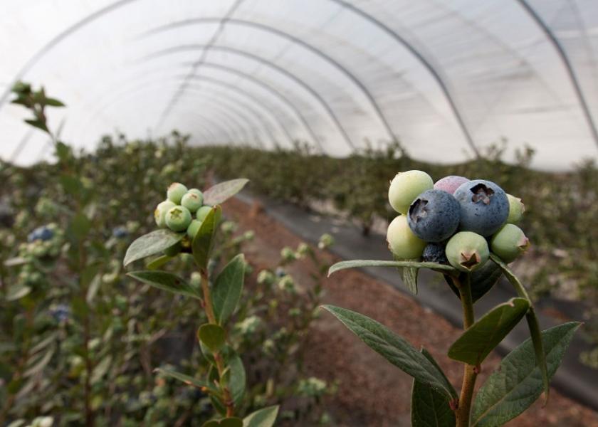 Florida blueberries in a tunnel 